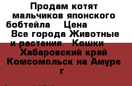 Продам котят мальчиков японского бобтейла. › Цена ­ 30 000 - Все города Животные и растения » Кошки   . Хабаровский край,Комсомольск-на-Амуре г.